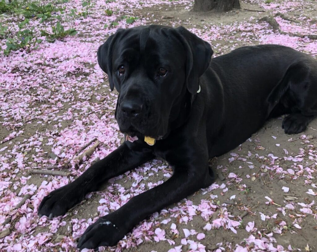 Dog in park with flower petals